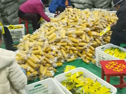 鮮食玉米漂燙流水線(xiàn)